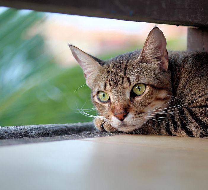 Immagine generica gatto (tratta da www.pixabay.com)