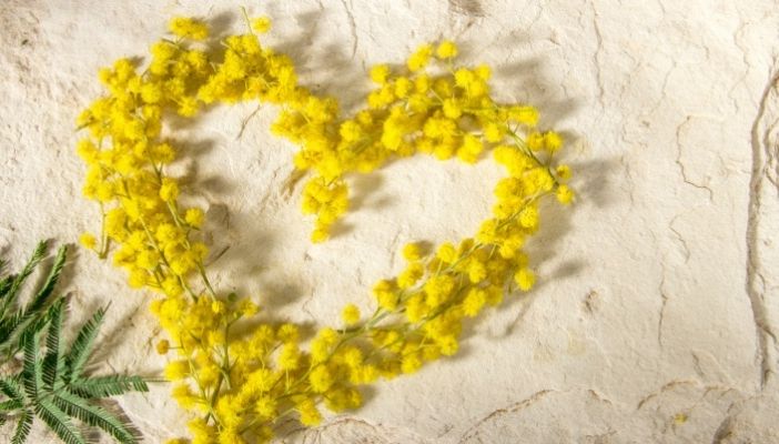 Cuore di mimose