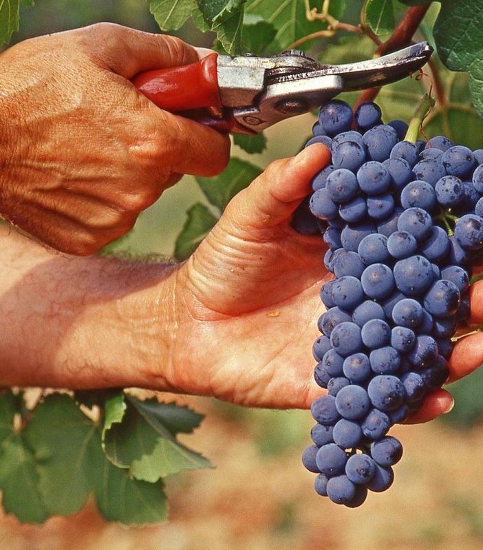 Le aziende vinicole cercano personale per la imminente vendemmia