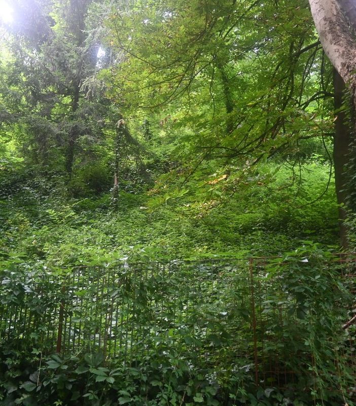 Giungla urbana nel Bosco dei Partigiani