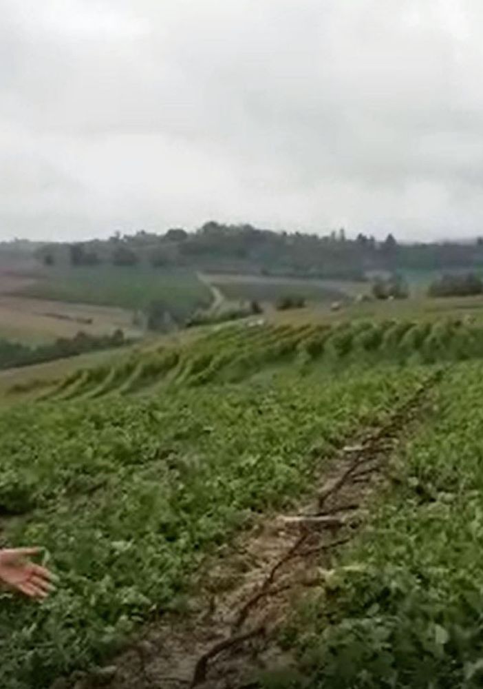Un vigneto distrutto dalla furia di grandi e vento a Grazzano Badoglio