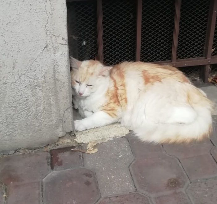 Il gatto smarrito
