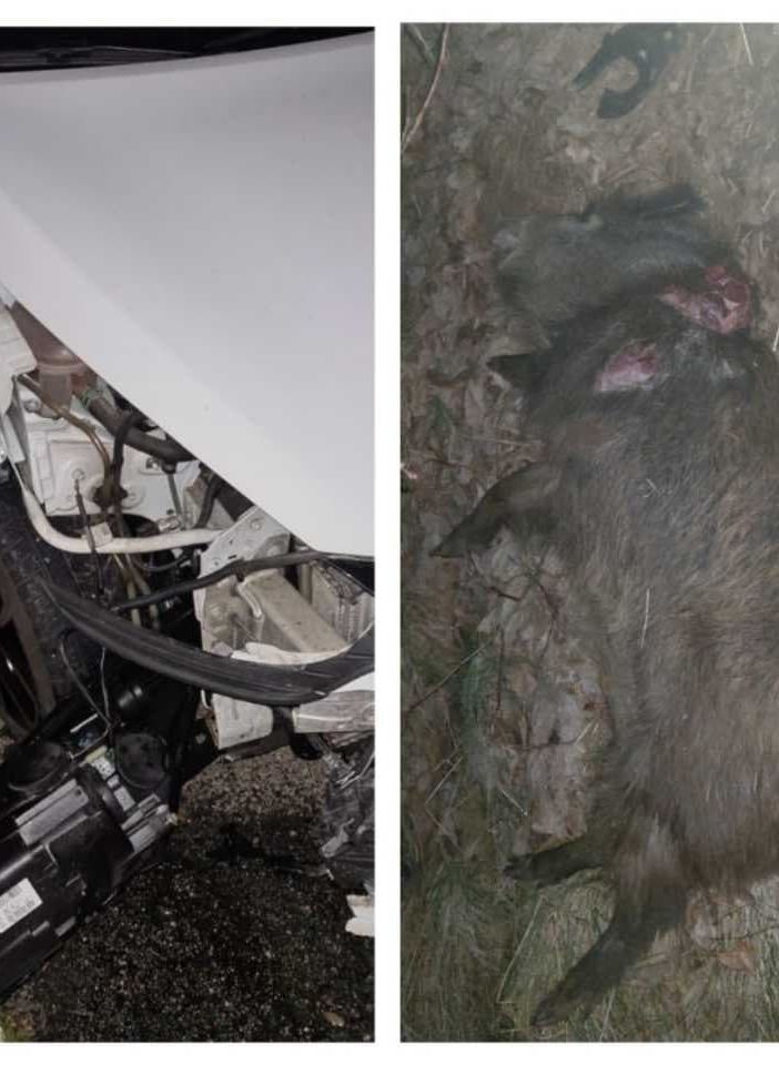 Collage auto incidentata e carcassa cinghiale