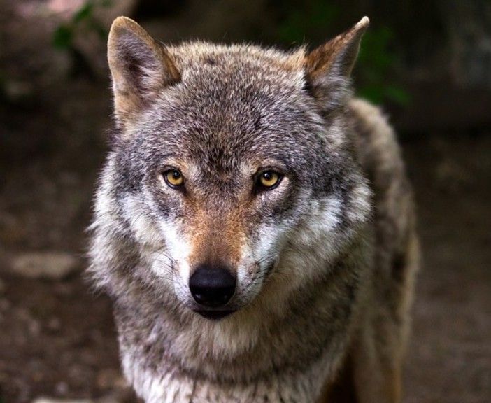 Danni causati da lupi agli allevatori piemontesi: dalla Regione altri 170mila euro di indennizzi