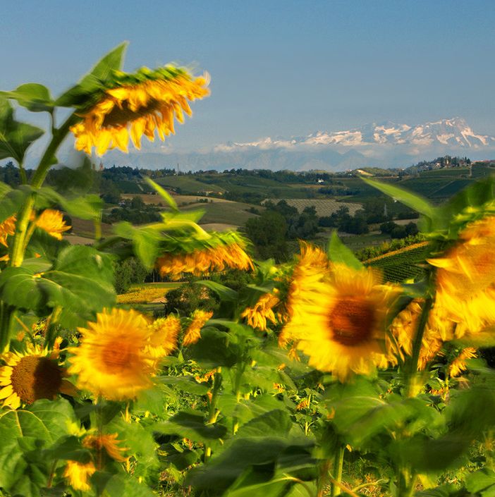 La valenza agricola dell'Astigiano in una sontuosa foto del grande Enzo Isaia