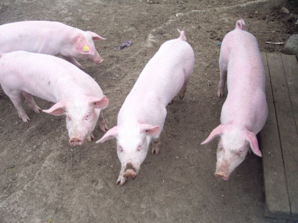 “Classyfarm e abbattimento capi”: corso di formazione organizzato da Confagricoltura Asti