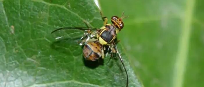 La mosca orientale della frutta