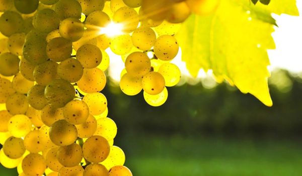 Fissate le rese del Moscato d'Asti D.o.c.g., la Regione Piemonte accoglie la proposta del Consorzio dell'Asti