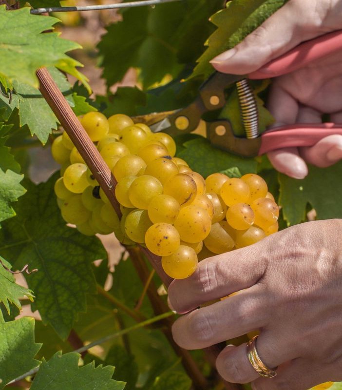 Asti Docg: al via da oggi la vendemmia. Buona qualità e raccolto stimato intorno a un milione di quintali