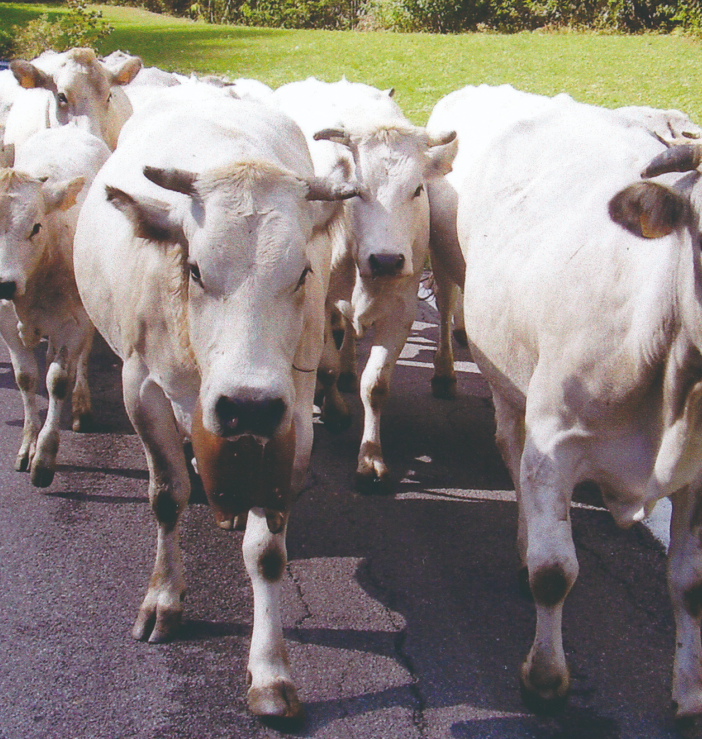 La Cia Asti organizza una tavola rotonda sulla razza Bovina Piemontese