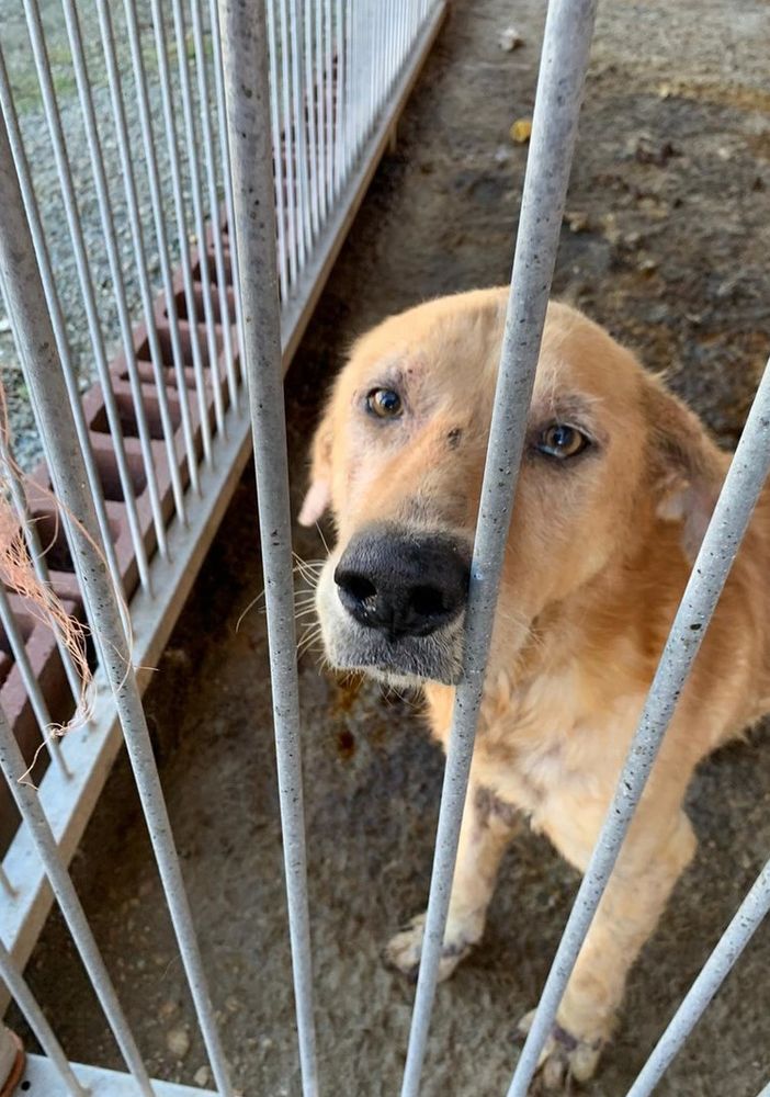 “In Piemonte ancora troppi reati contro gli animali: non abbassiamo la guardia”
