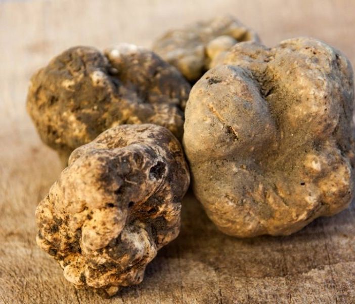Tartufo nell’Astigiano: viaggio tra uomini, cani, boschi e una fiera