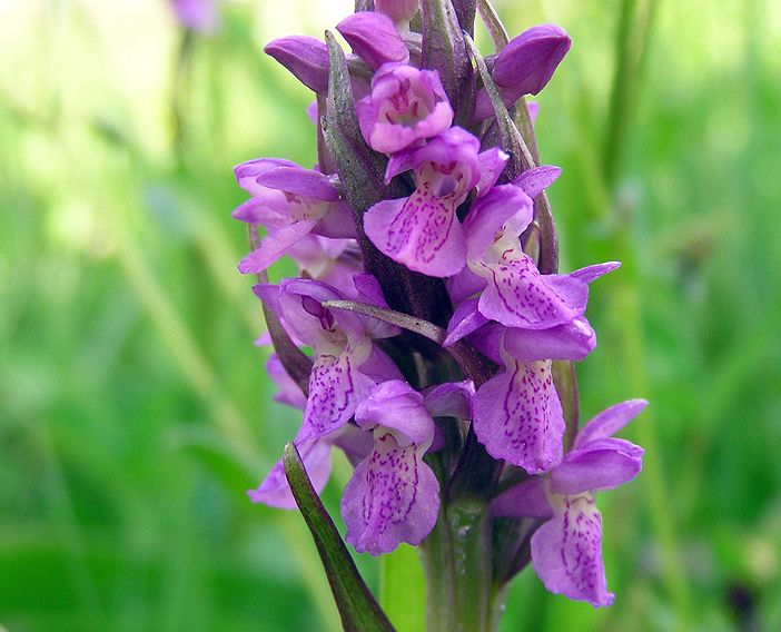Orchis incarnata da ammirare a breve nell'Astigiano