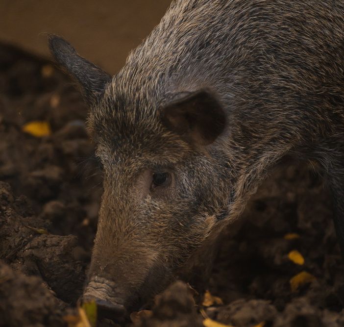 Accertato a Mombaruzzo il primo caso astigiano di Peste Suina Africana