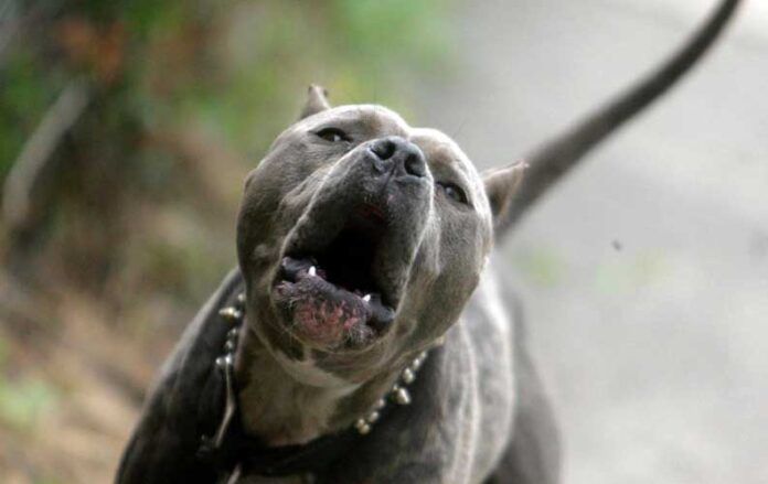 Immagine generica di un pitbull