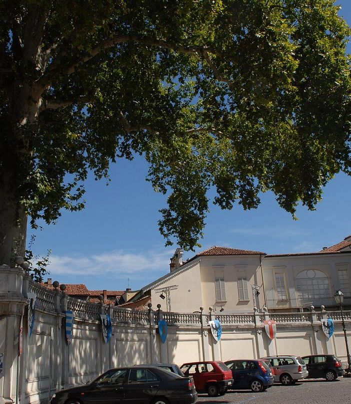 Nuovo look per il platano di Alfieri