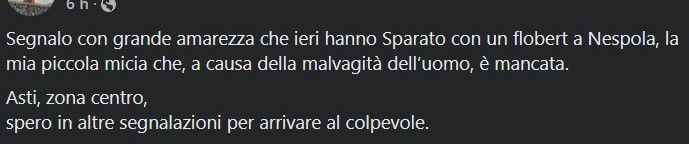 Indignazione per la morte di una gattina che sarebbe stata colpita con un flobert