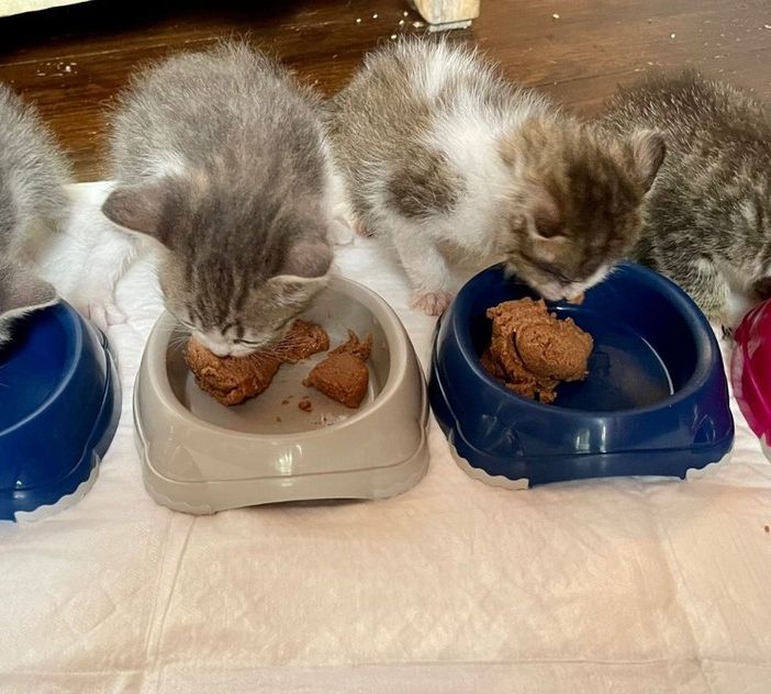 Alcuni gattini seguiti da Protezione Micio