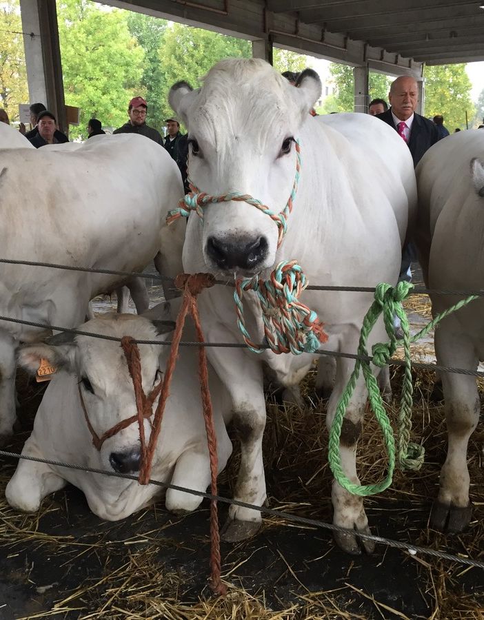 Grande rassegna di bovini piemontesi giovedì prossimo ad Alba
