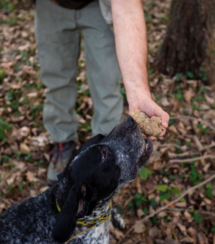 &quot;Tartufo, profumo di Piemonte&quot;: nell'Astigiano si inizia il primo ottobre a Montiglio