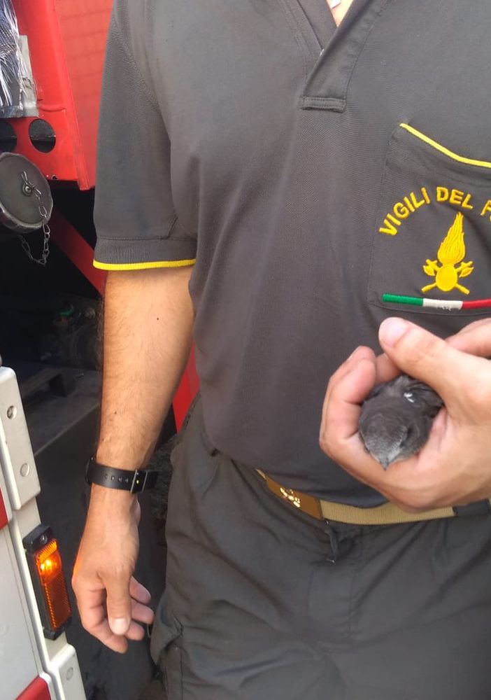 Il volatile salvato dai Vigili del Fuoco e affidato alla Lipu
