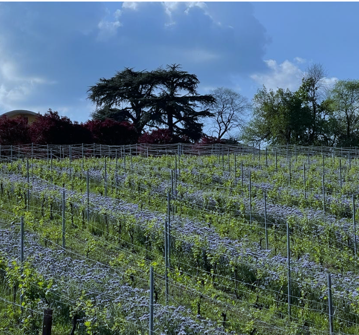 Vigneti Fioriti al Penna: martedì 17 maggio prove di inerbimento