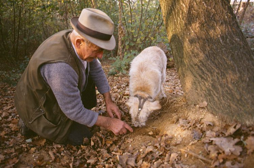 Un tartufaio e il suo cane