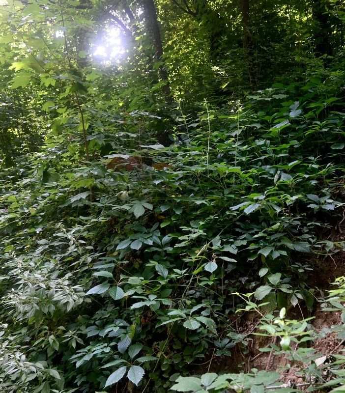 Uno dei sentieri del Bosco dei Partigiani