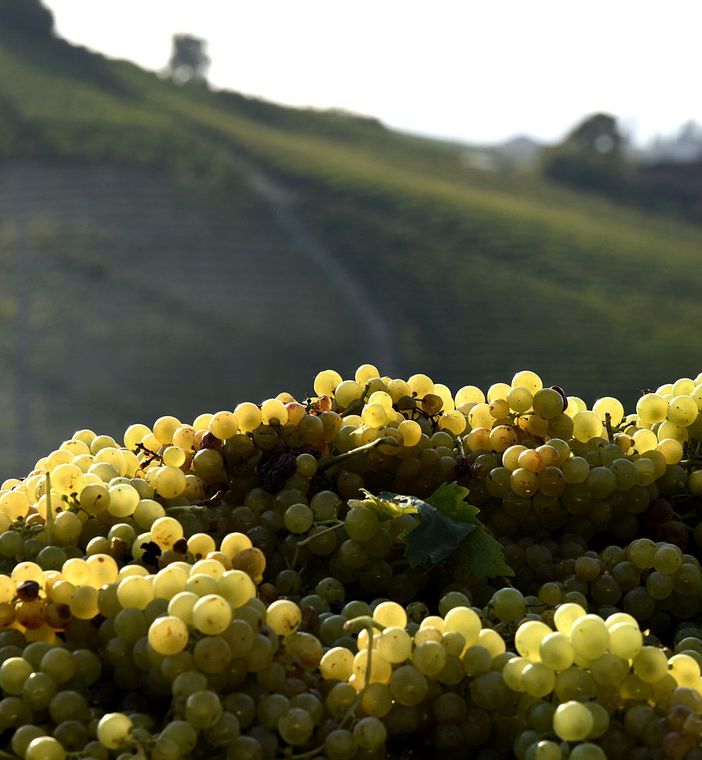 Moscato bianco