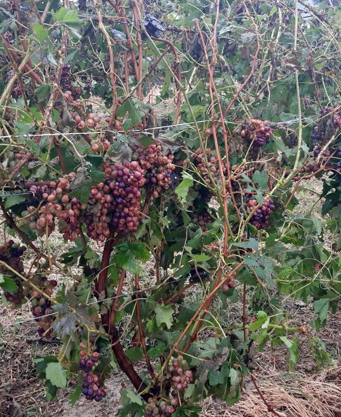 Vigneti di Barbera danneggiati dalla grandine (foto d'archivio)