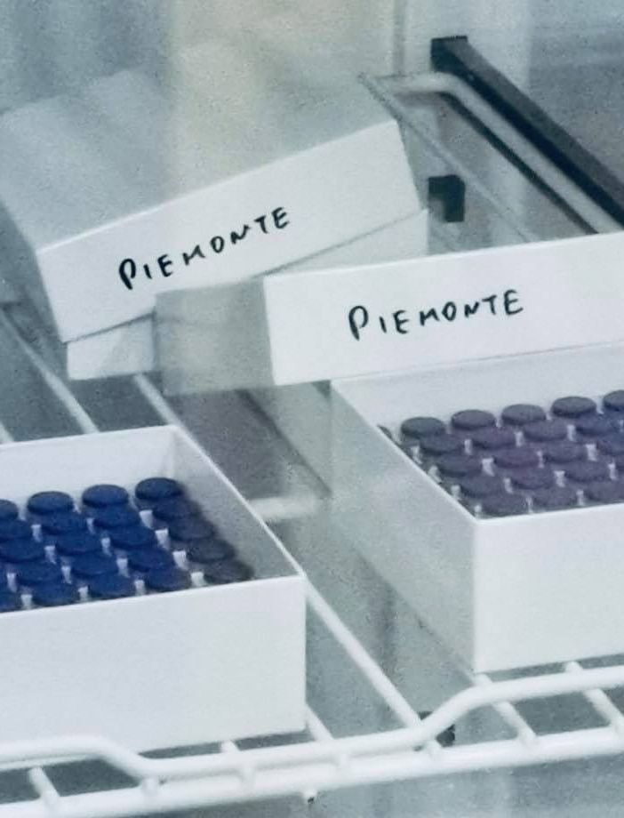 Oggi in Piemonte sono arrivate 57mila dosi di vaccino Pfizer per adulti