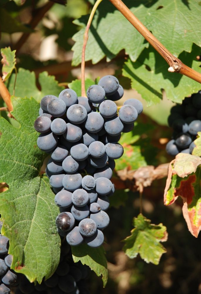 Il Vigne Vecchie indossa la corona