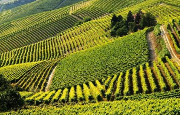 Vigneti dell'Astigiano