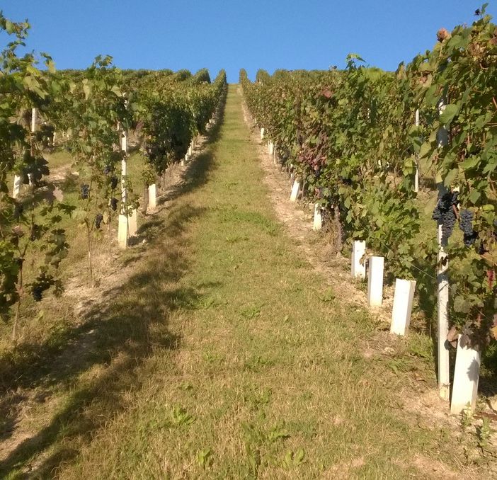 Immagine d'archivio di un vigneto di Barbera