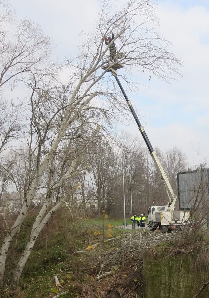 Asti: potatura di alberi pericolanti in corso Torino