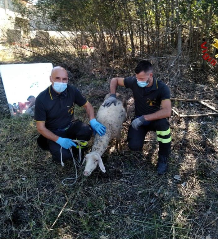 Motta, intervento dei vigili del fuoco per salvare una pecora incastrata in una tubazione
