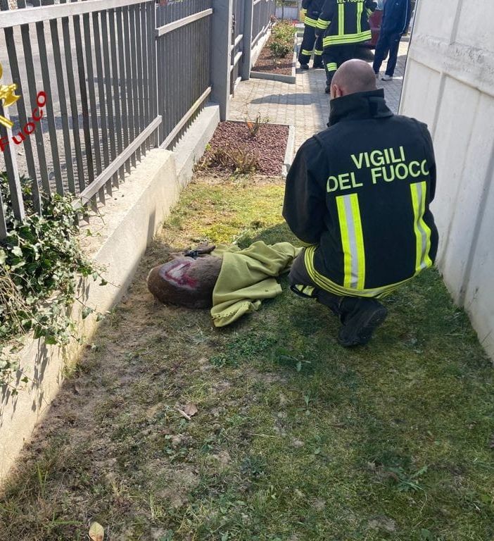 Capriolo salvato dai vigili del fuoco
