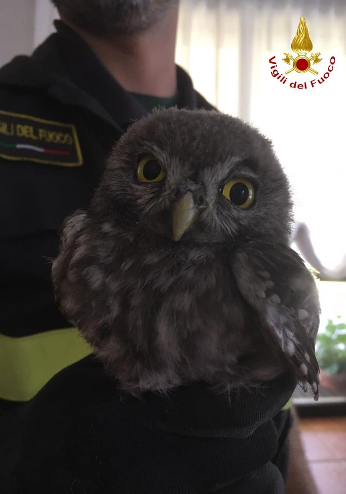Cucciolo di gufo salvato dai Vigili del fuoco