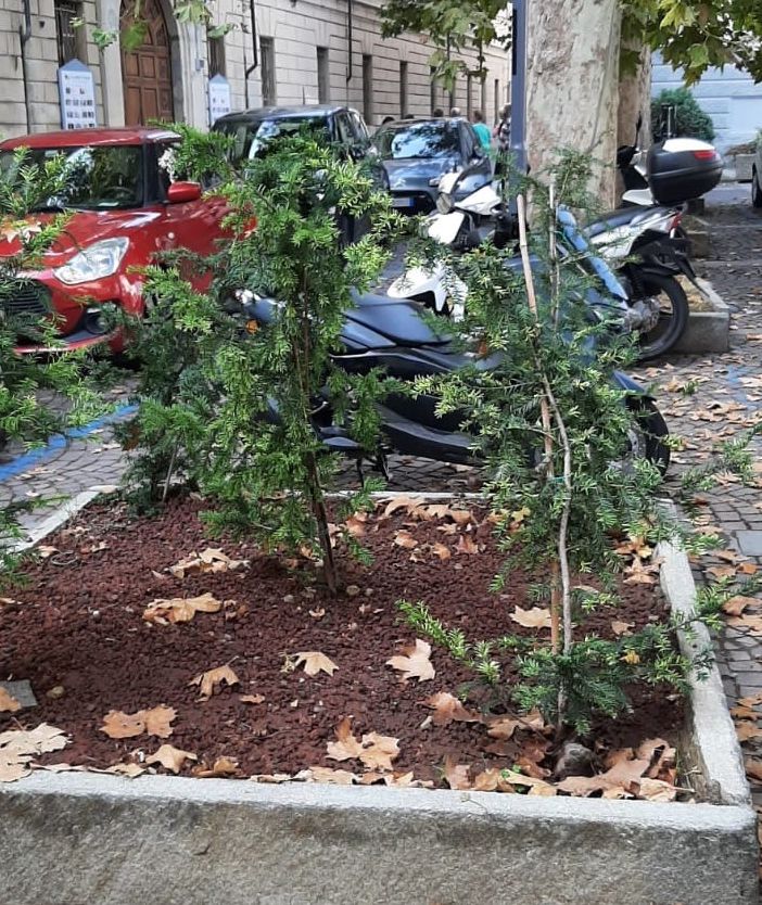 Piantine di Tasso piantumate in piazza Castigliano