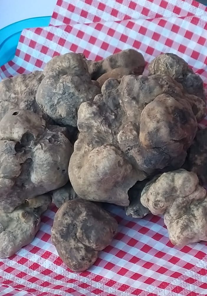 Uno dei tartufi presentati in Fiera