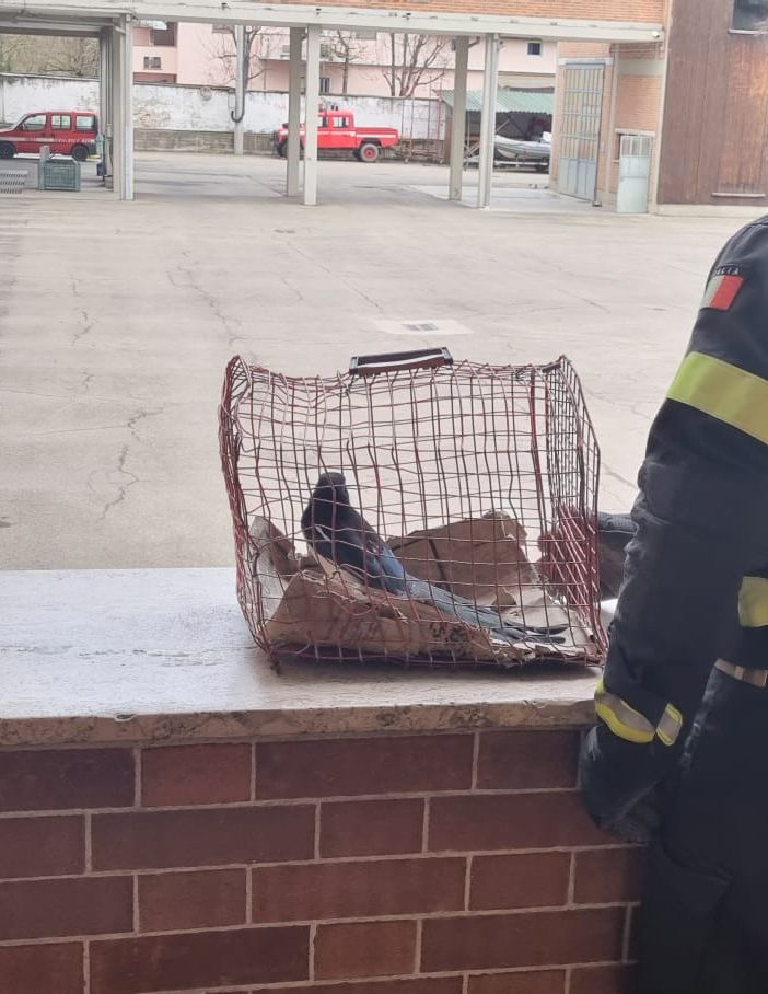 Asti: i vigili del fuoco hanno ‘soccorso’ una gazza entrata in un palazzo