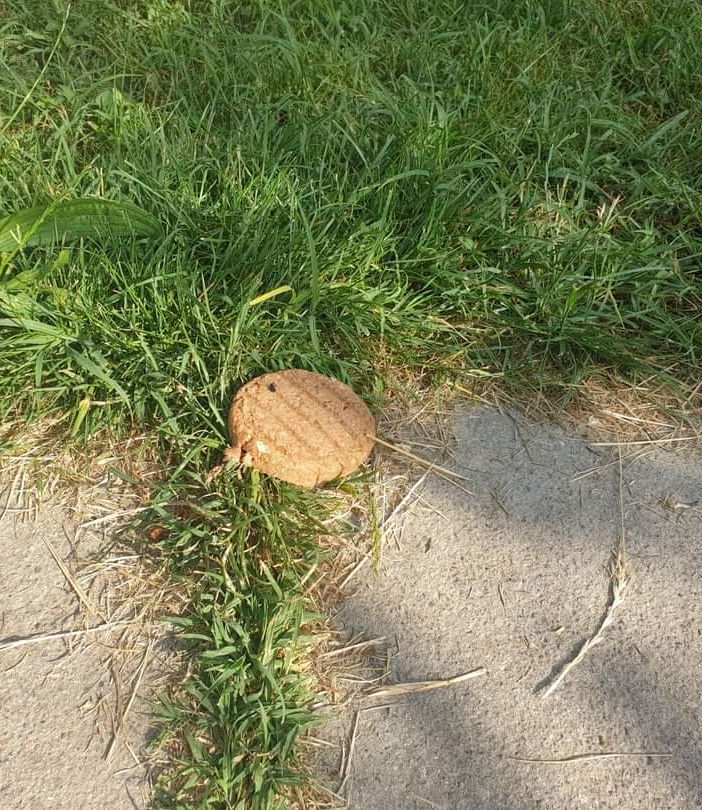 Trappole per cani: rimosso dal Bosco dei Partigiani un hamburger pericoloso