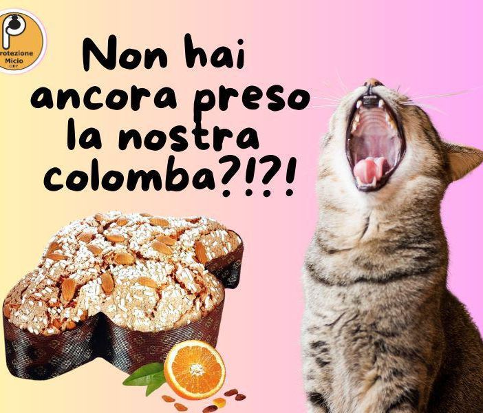 Con l'acquisto di una colomba si potranno sostenere le attività di &quot;Protezione Micio&quot;