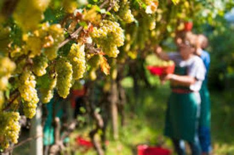 Piano straordinario qualità aria, Coldiretti Asti: &quot;Urgente ridefinire gli interventi per evitare blocco attività agricola&quot;
