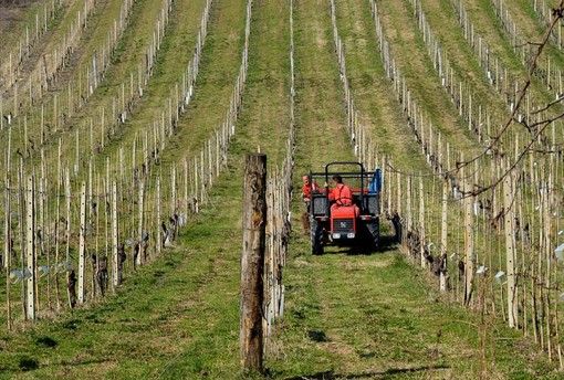 Psr Piemonte: arrivano i primi aiuti per agro-ambiente e giovani agricoltori