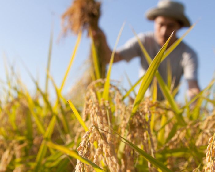 Investire sui giovani e sulla sicurezza delle produzioni. È l'appello di Confagricoltura alla Regione