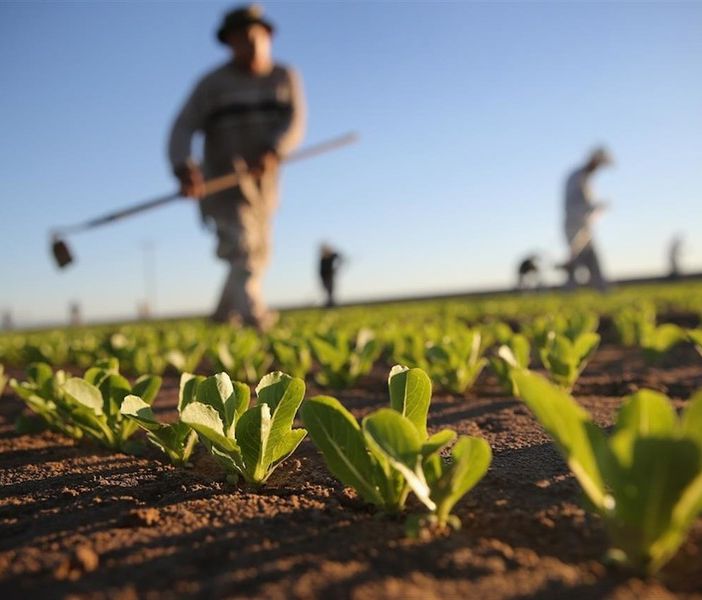 Crescono le imprese astigiane nell'ambito della cooperazione. Settore predominante l'agricoltura con 61 nuove attività