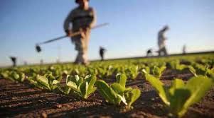 “Lavoro e agricoltura, il nuovo voucher va rivisto per favorire imprese e lavoratori”