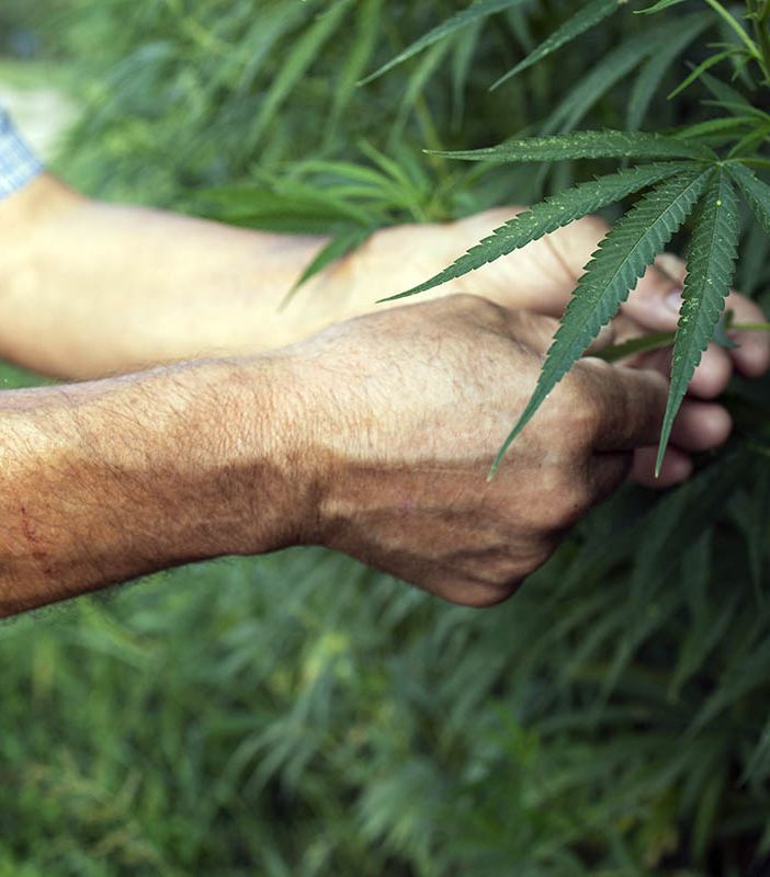 Agricoltura rigenerativa