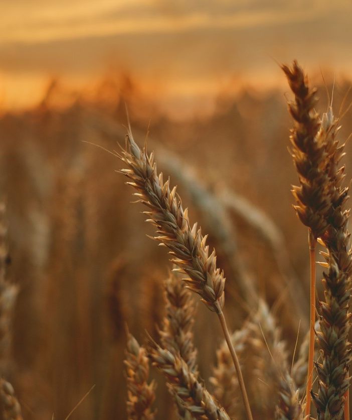 Spighe di grano e sole